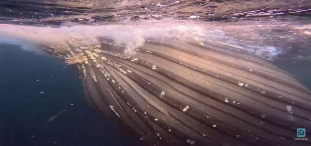 Have You Seen This? Humpback whales make a startling cameo