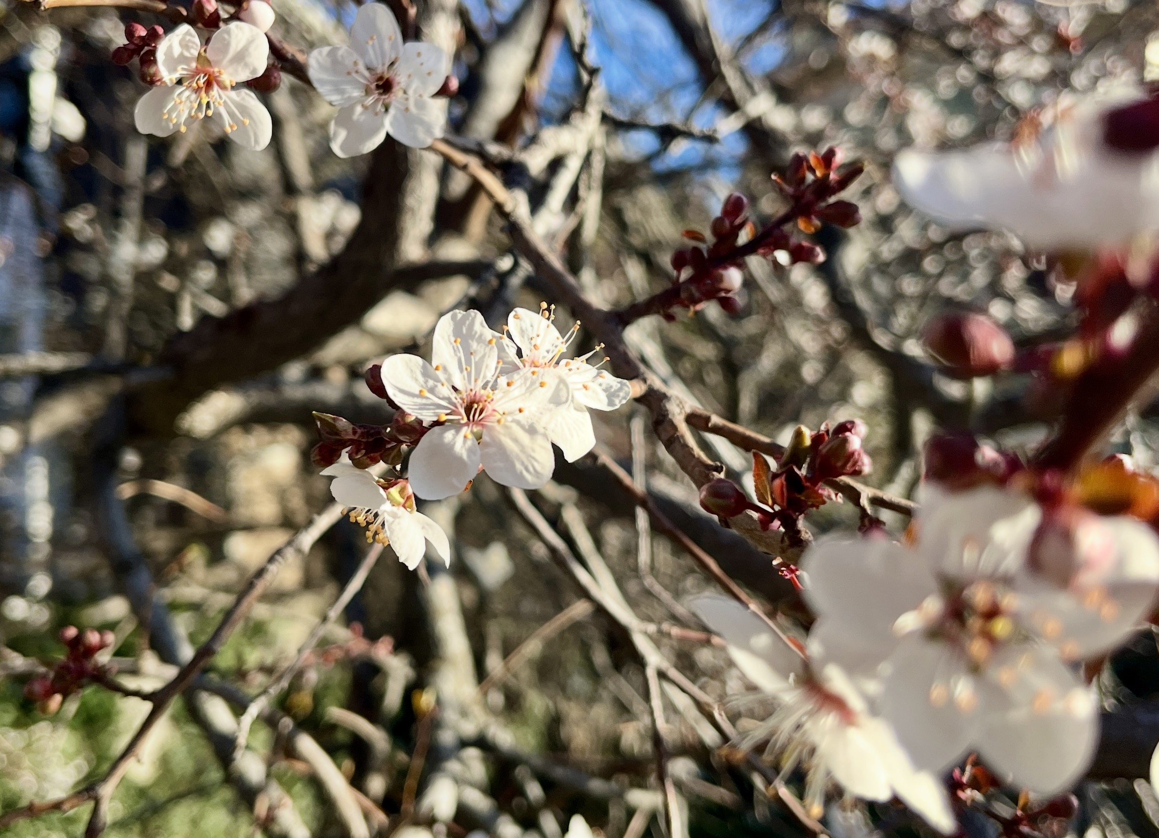 Many records could be broken as early summer-like temperatures settle over Utah