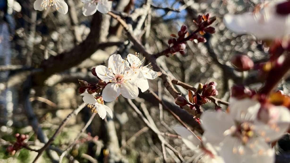 Cherry blossoms appear on a tree in Salt Lake City on Friday. Record-breaking temperatures are expected all across the state over the next few days.
