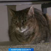 Maryland family reunites with missing cat after 5 years: 'I was in disbelief'