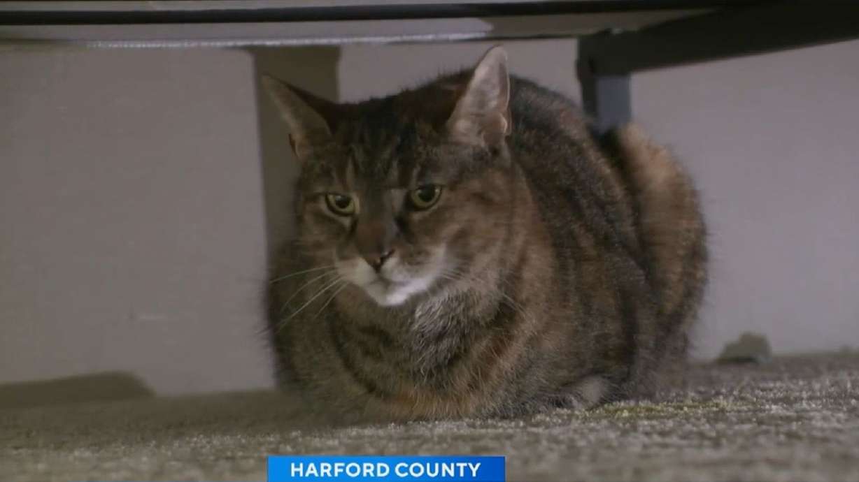 A Harford County family was reunited with their cat, who went missing five years ago. Melissa and Brooke Garci thought they were never going to see their cat, Artemis, again, until the most unlikely scenario played out.