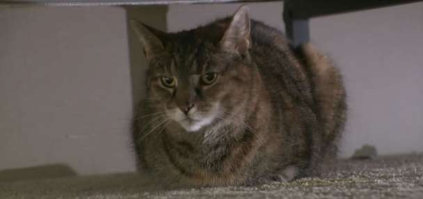 Maryland family reunites with missing cat after 5 years: 'I was in disbelief'