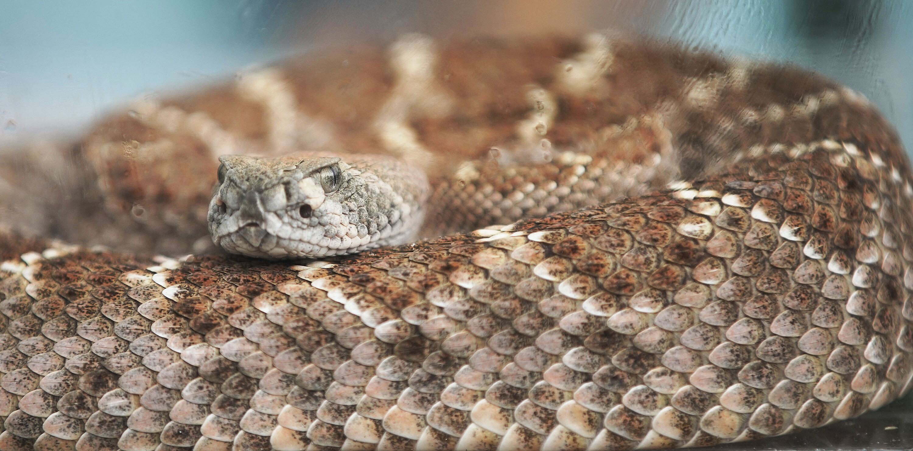 What to do if you encounter a rattlesnake