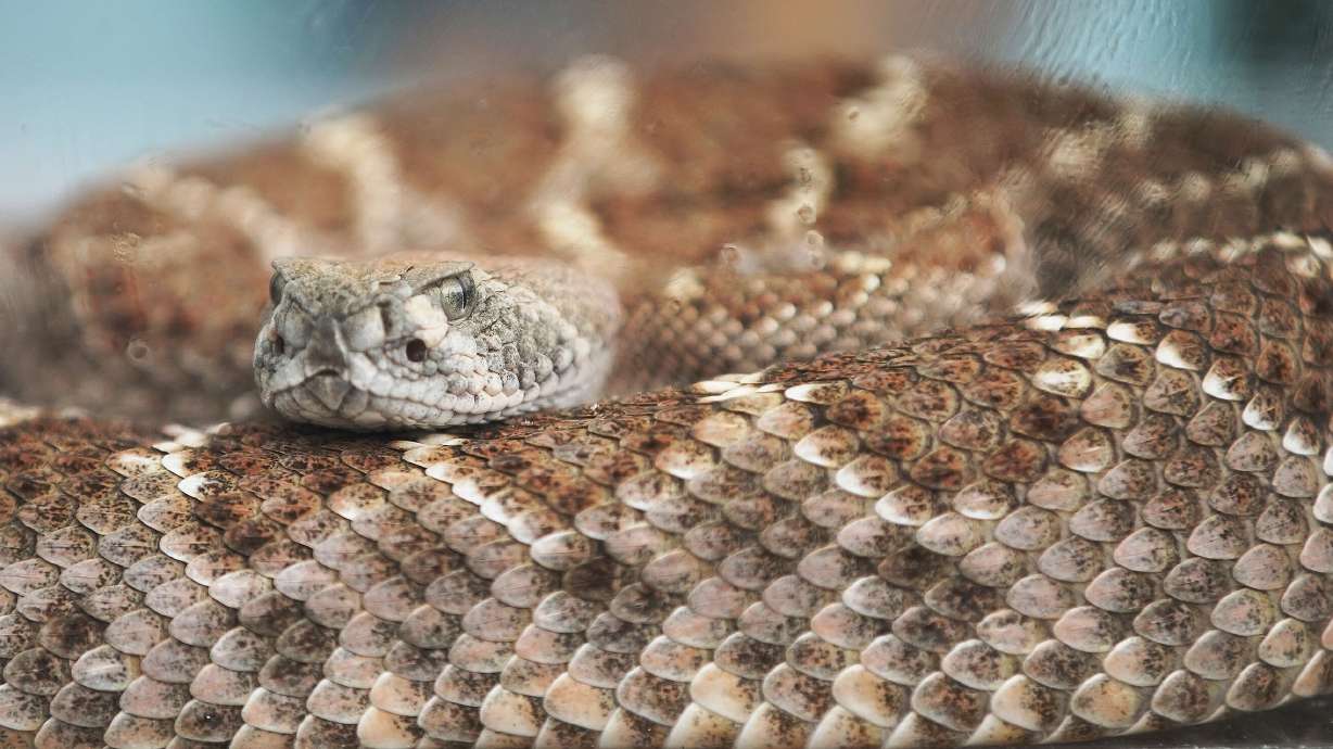 A western diamondback rattlesnake used by Haley Bechard, of Utah Rattlesnake Avoidance, is pictured in Salt Lake City on June 24, 2021. Here's what you should do if you encounter a rattlesnake.
