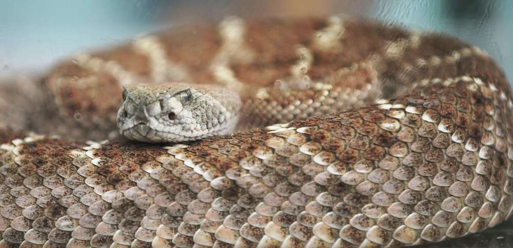What to do if you encounter a rattlesnake