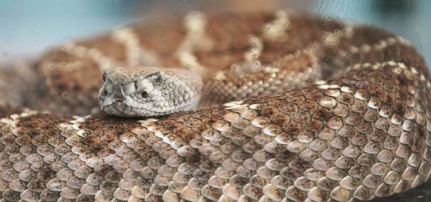 What to do if you encounter a rattlesnake