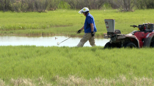 Mosquito season kicks off early in Salt Lake City