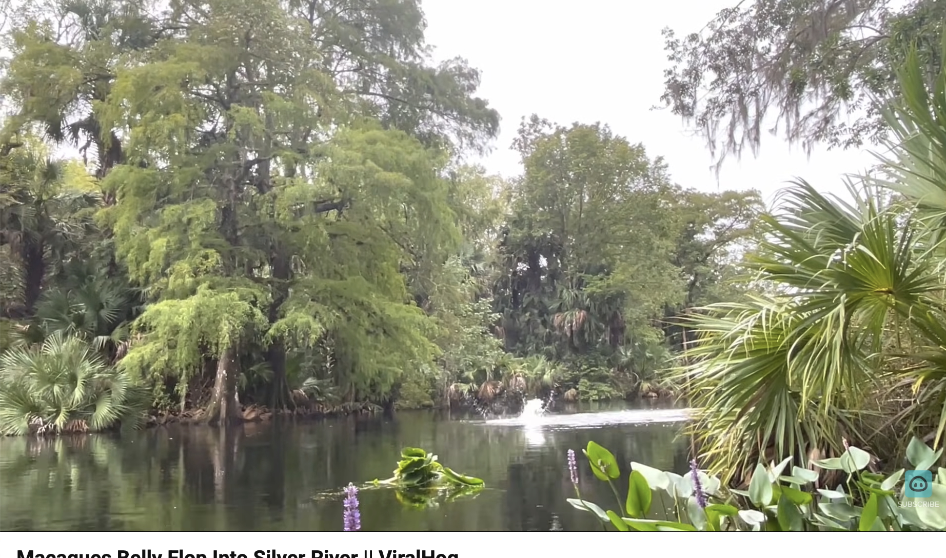 Have You Seen This? Just a bunch of monkeys belly-flopping into the river
