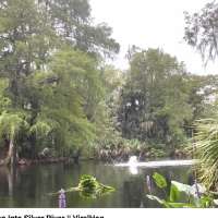 Have You Seen This? Just a bunch of monkeys belly-flopping into the river