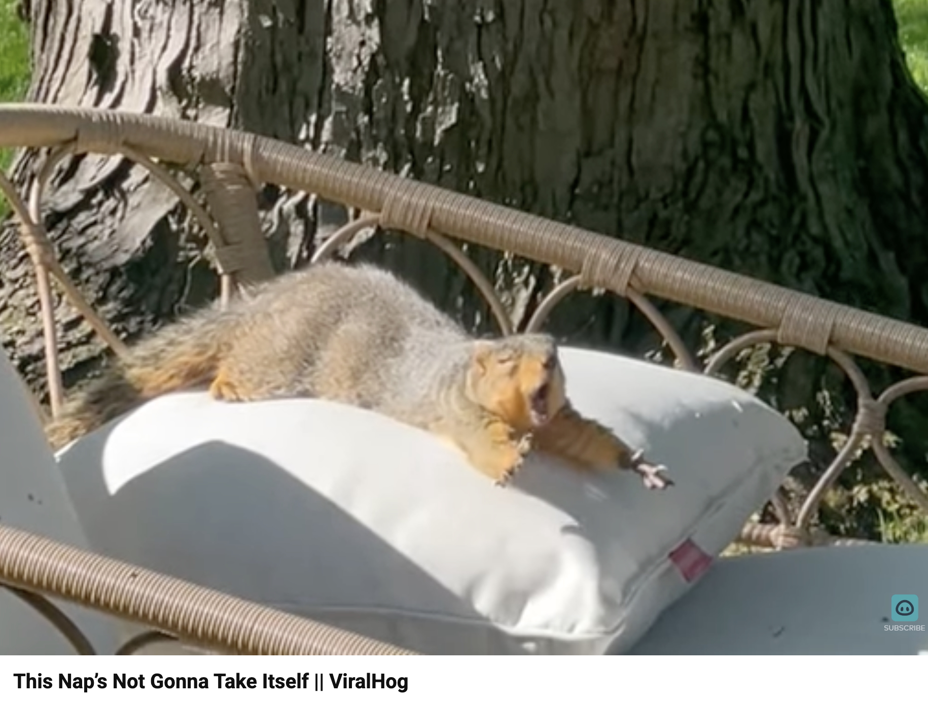 Have You Seen This? Nappers, meet your new spirit animal