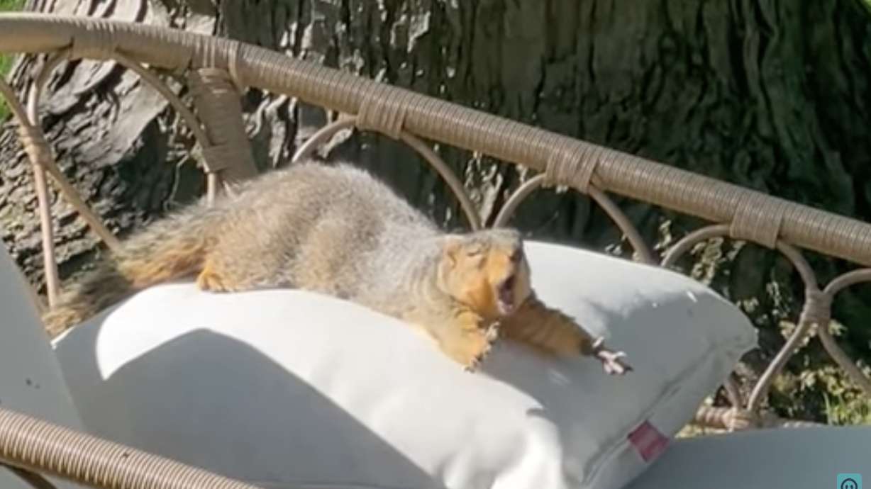 Approaching life like this relaxed squirrel would be amazing.