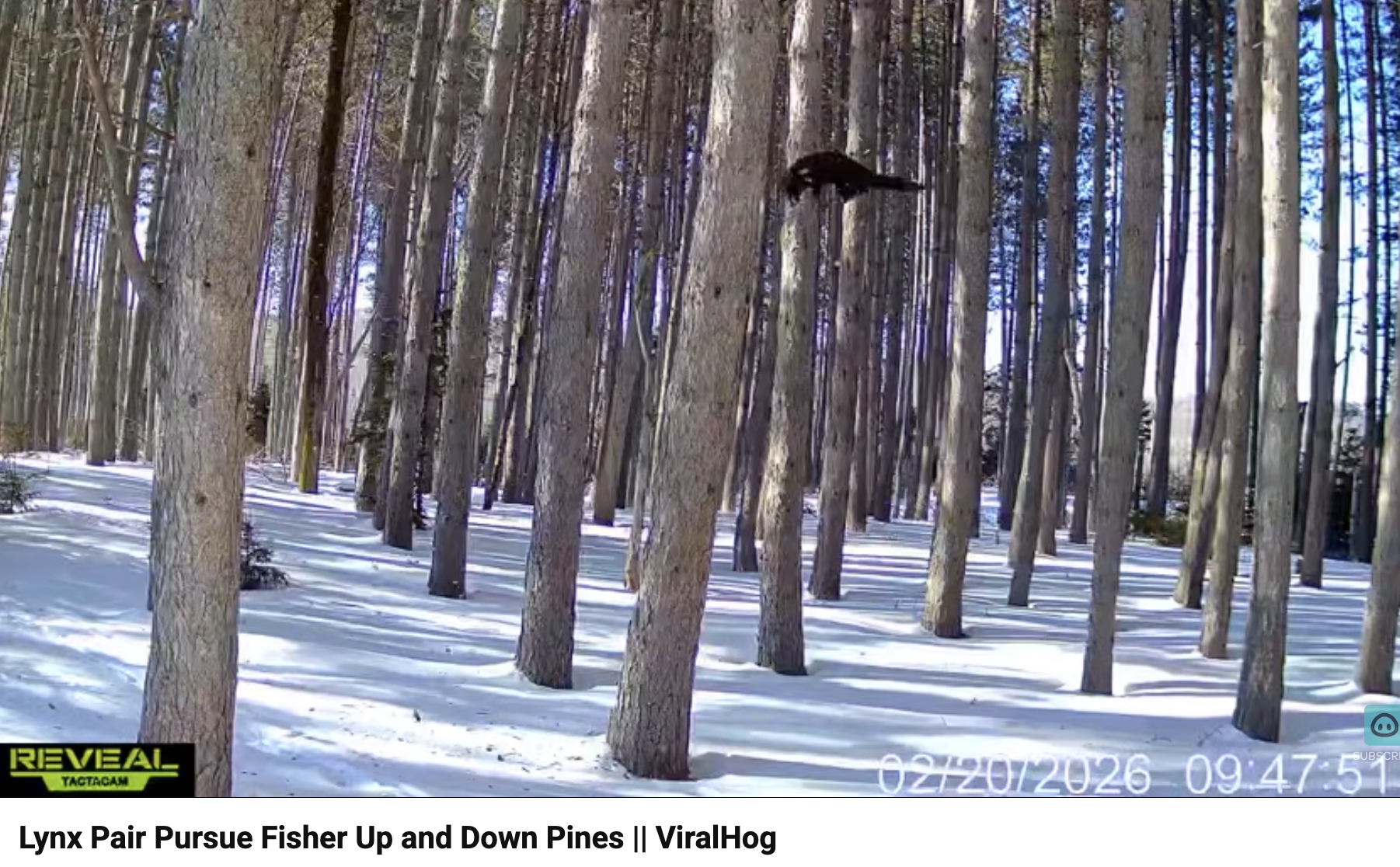 Have You Seen This? Lynx scramble up trees in pursuit of fisher