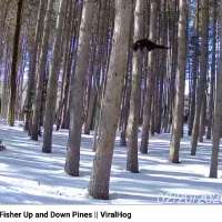Have You Seen This? Lynx scramble up trees in pursuit of fisher