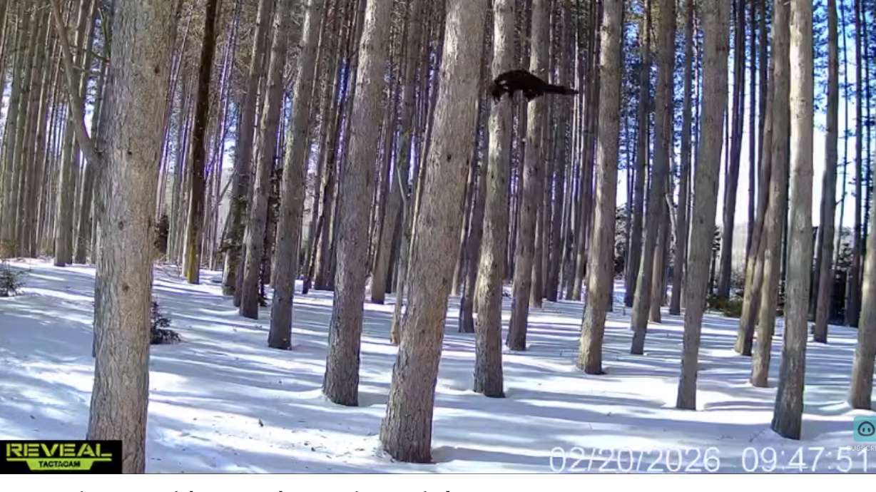 A fisher (a type of weasel) falls through the air while being pursued by a lynx.