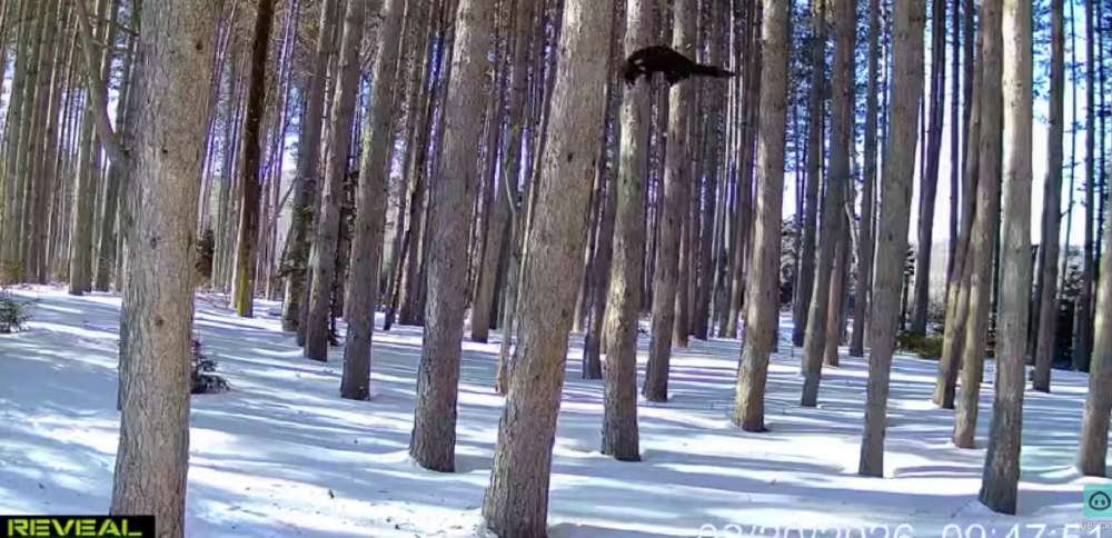Have You Seen This? Lynx scramble up trees in pursuit of fisher