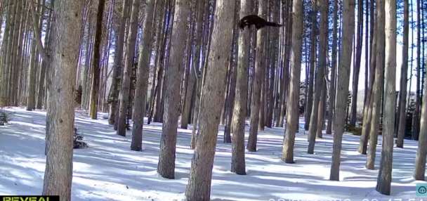 Have You Seen This? Lynx scramble up trees in pursuit of fisher