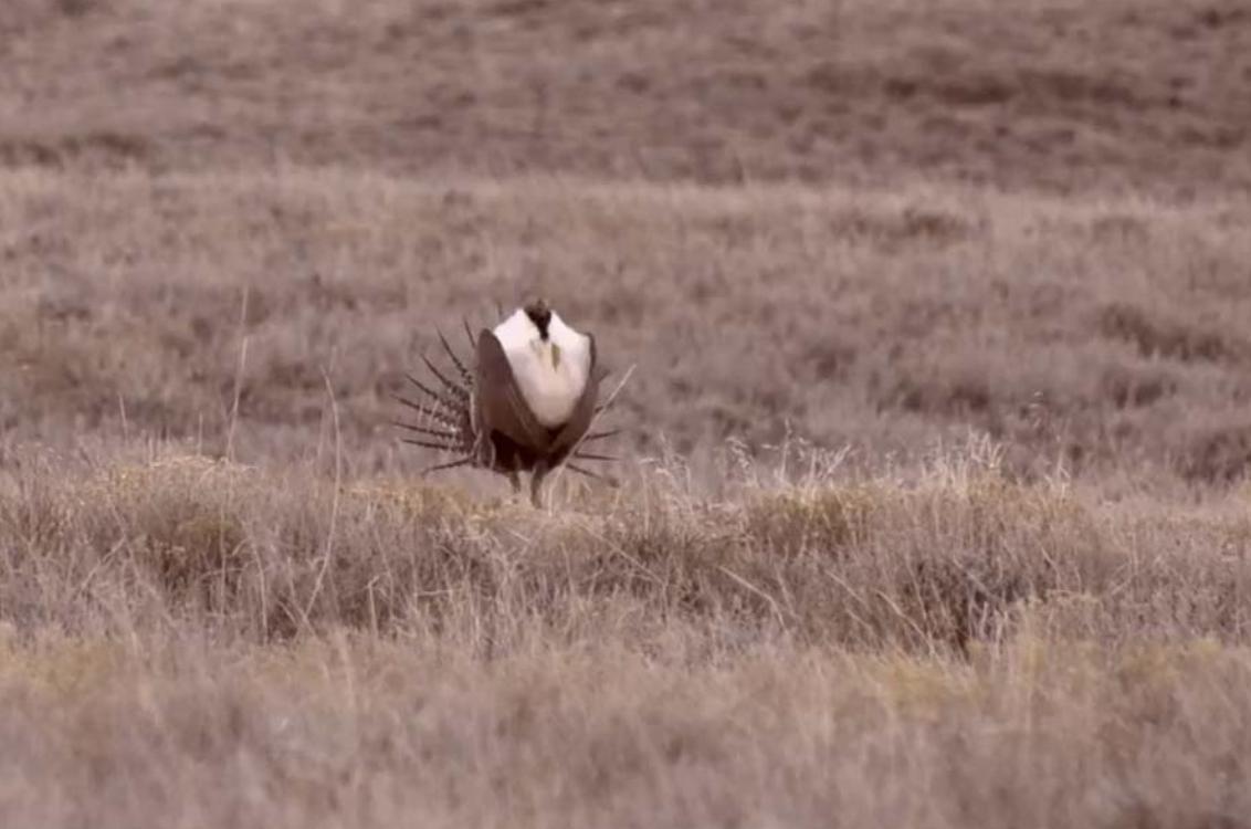 Sage grouse in the wild.