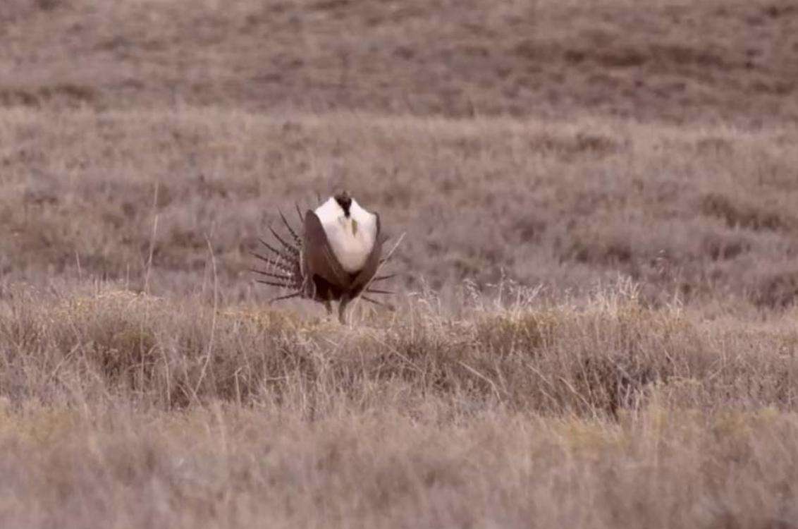 Sage grouse in the wild.