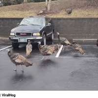 Have You Seen This? The turkey takeover has begun