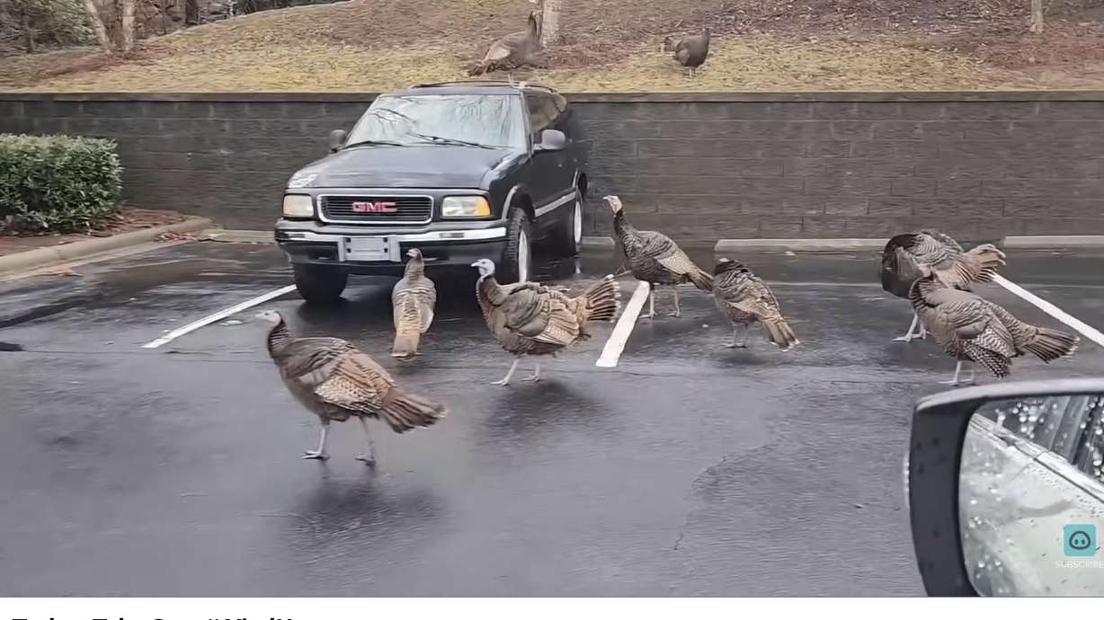 A group of turkeys is called a rafter. And the rafter in this video is a bit intimidating.