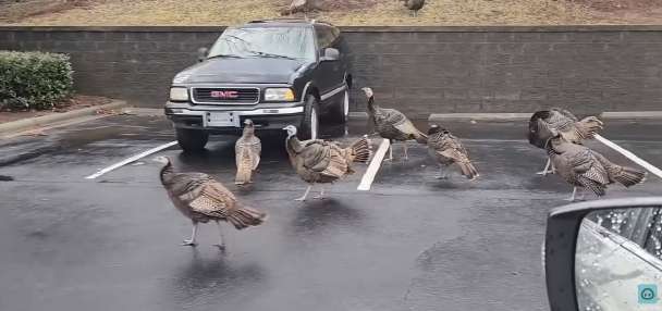 Have You Seen This? The turkey takeover has begun