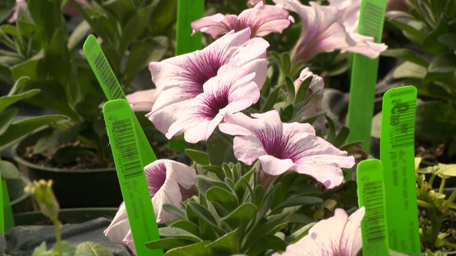 Warm weather has Utah gardeners planting early, with a watchful eye on frost