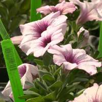 Warm weather has Utah gardeners planting early, with a watchful eye on frost