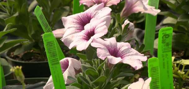 Top Utah story anchor