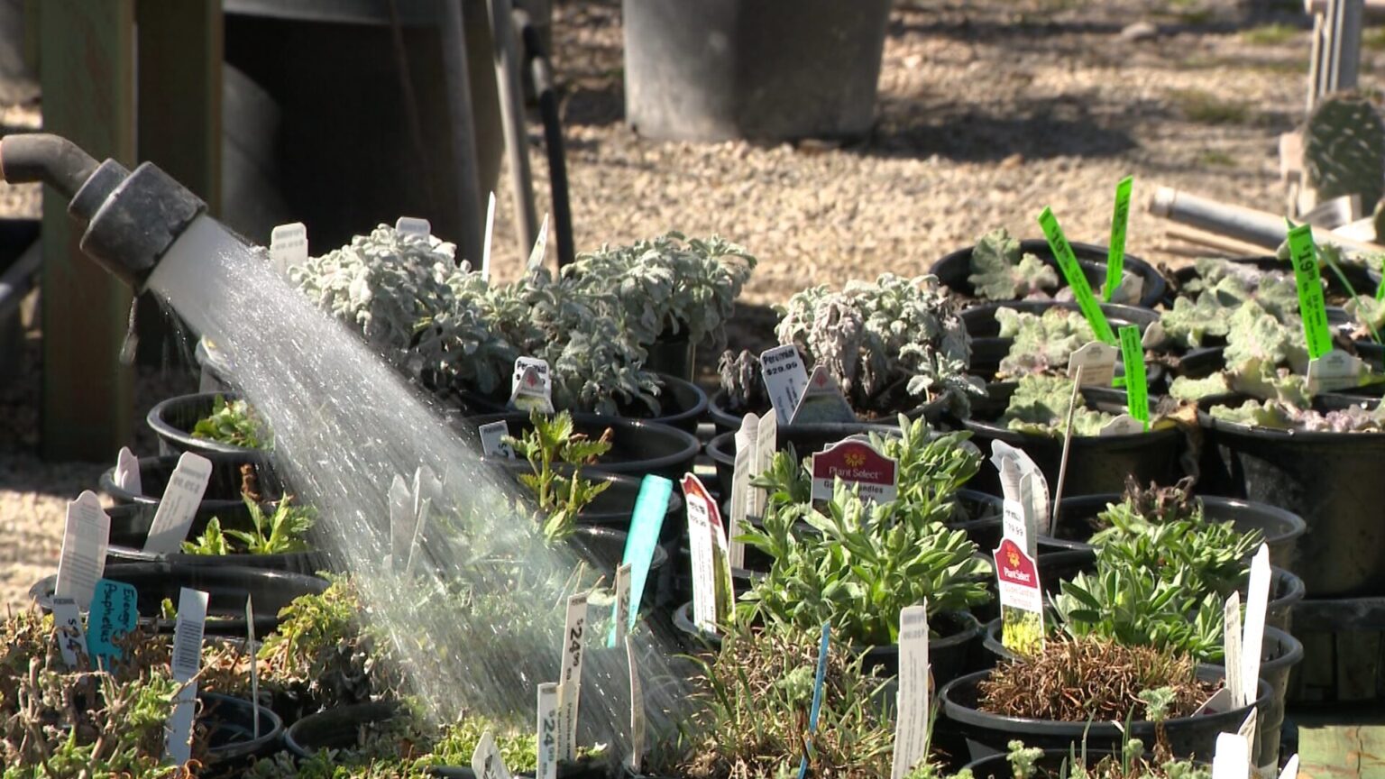 Plants are watered at Millcreek Gardens, Thursday. The store is seeing a rush as temperatures warm up.