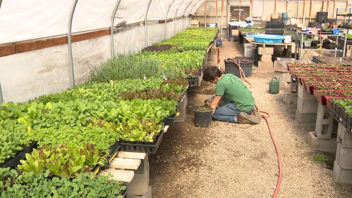 Workers plant at Millcreek Gardens, Thursday. The store is seeing a rush as temperatures warm up.
