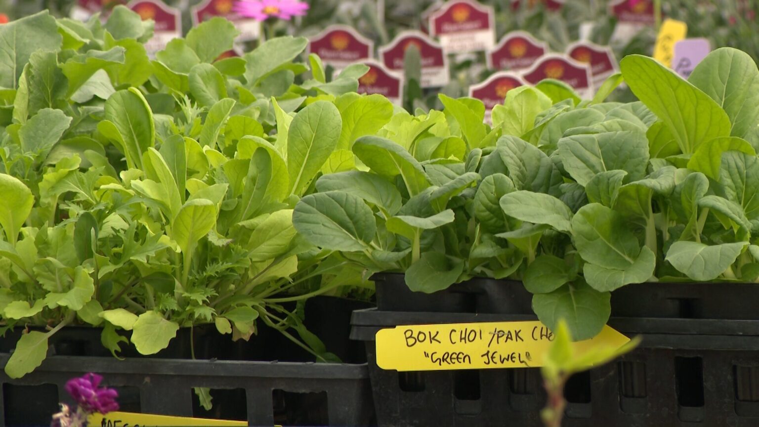 Brassica family plants on display at Millcreek Gardens, Thursday. The store is seeing a rush as temperatures warm up.