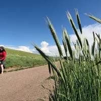 Going on a hike? Keep your dog on its leash