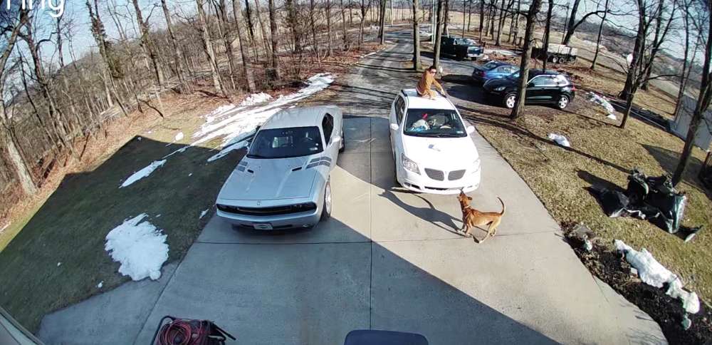 Have You Seen This? Delivery driver gets the scare of a lifetime