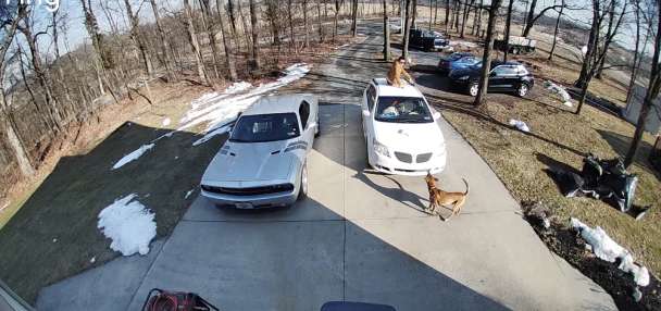 Have You Seen This? Delivery driver gets the scare of a lifetime