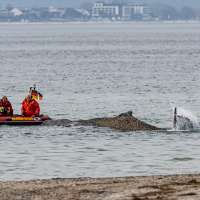 Rescuers try to refloat a stranded humpback whale in Germany's Baltic Sea