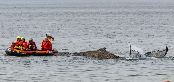Rescuers try to refloat a stranded humpback whale in Germany's Baltic Sea