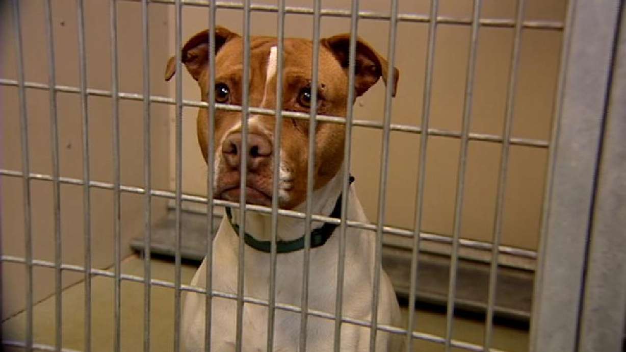 Cats and dogs looking for a home