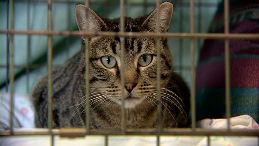 Cats and dogs looking for a home