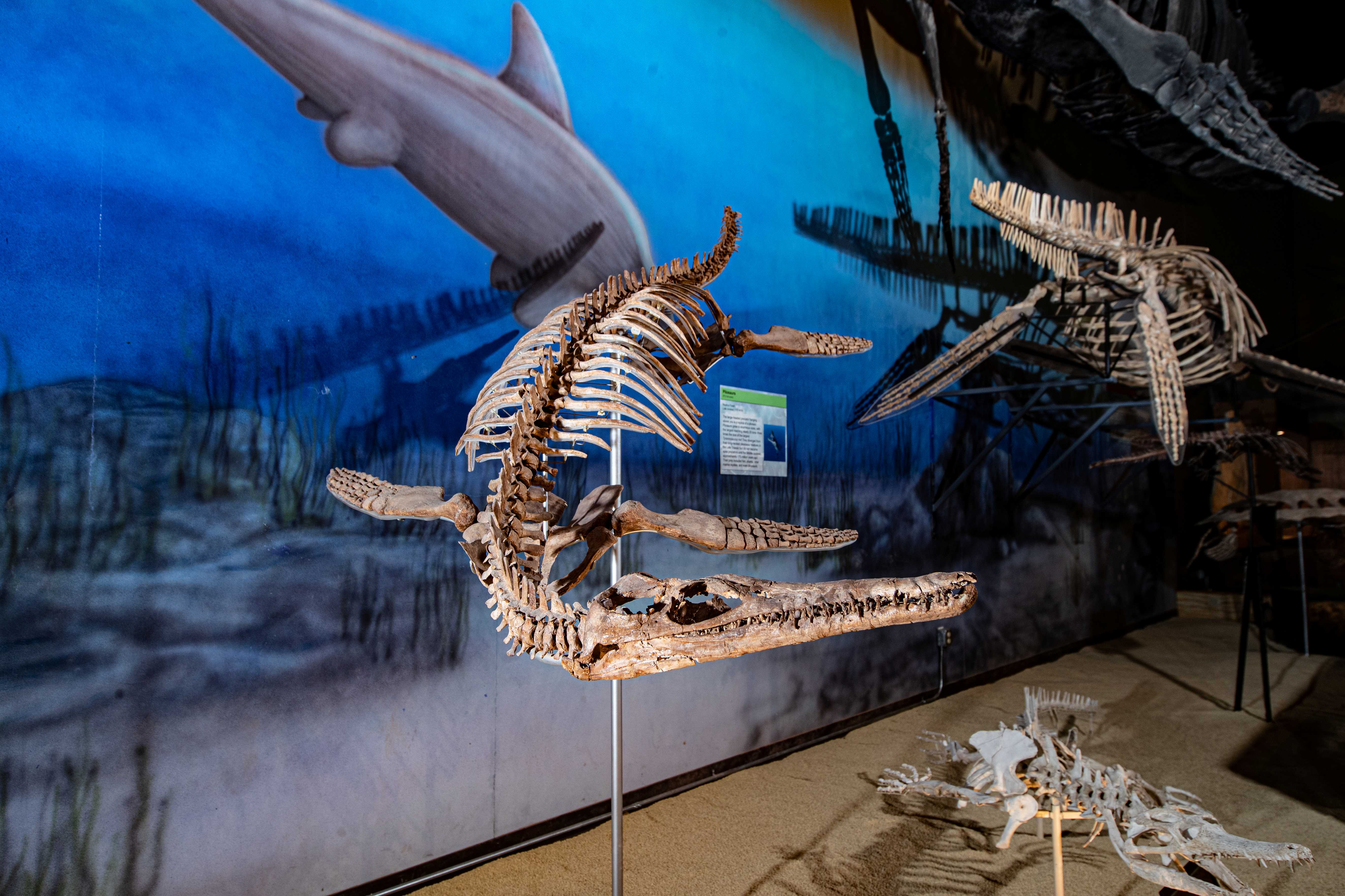 Unearth the prehistoric past at the Wyoming Dinosaur Center in Thermopolis