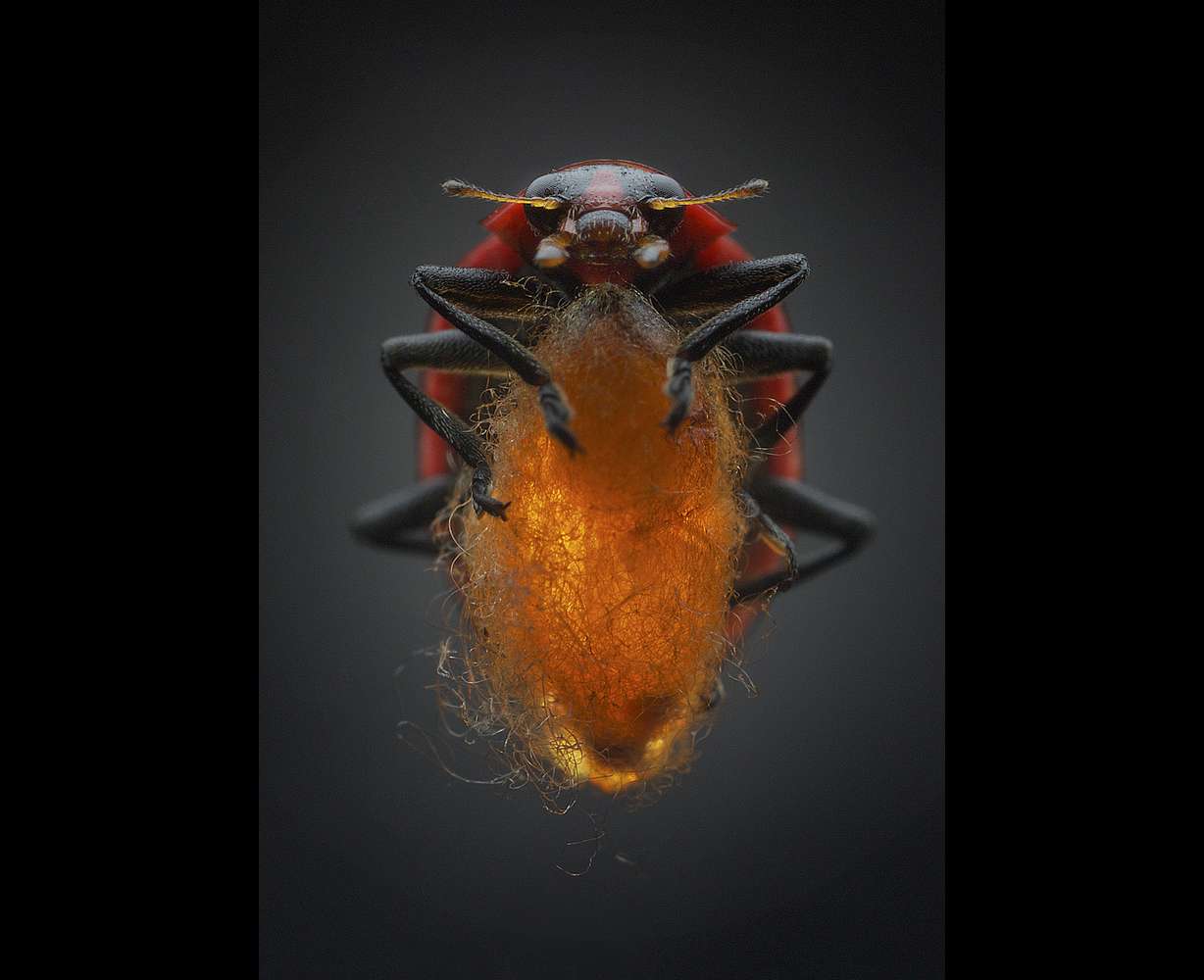 When a female wasp stings a ladybug, it leaves behind a single egg. After the egg hatches, the larva begins to eat its host from the inside out, carefully avoiding the vital organs. When ready, the parasite emerges and spins a cocoon between the ladybug’s legs. Though its body is now free of the tormentor, the bug remains enslaved, standing over the cocoon and protecting it from potential predators. Some lucky ladybugs actually survive this eerie ordeal, regrow their organs, and make a full recovery..