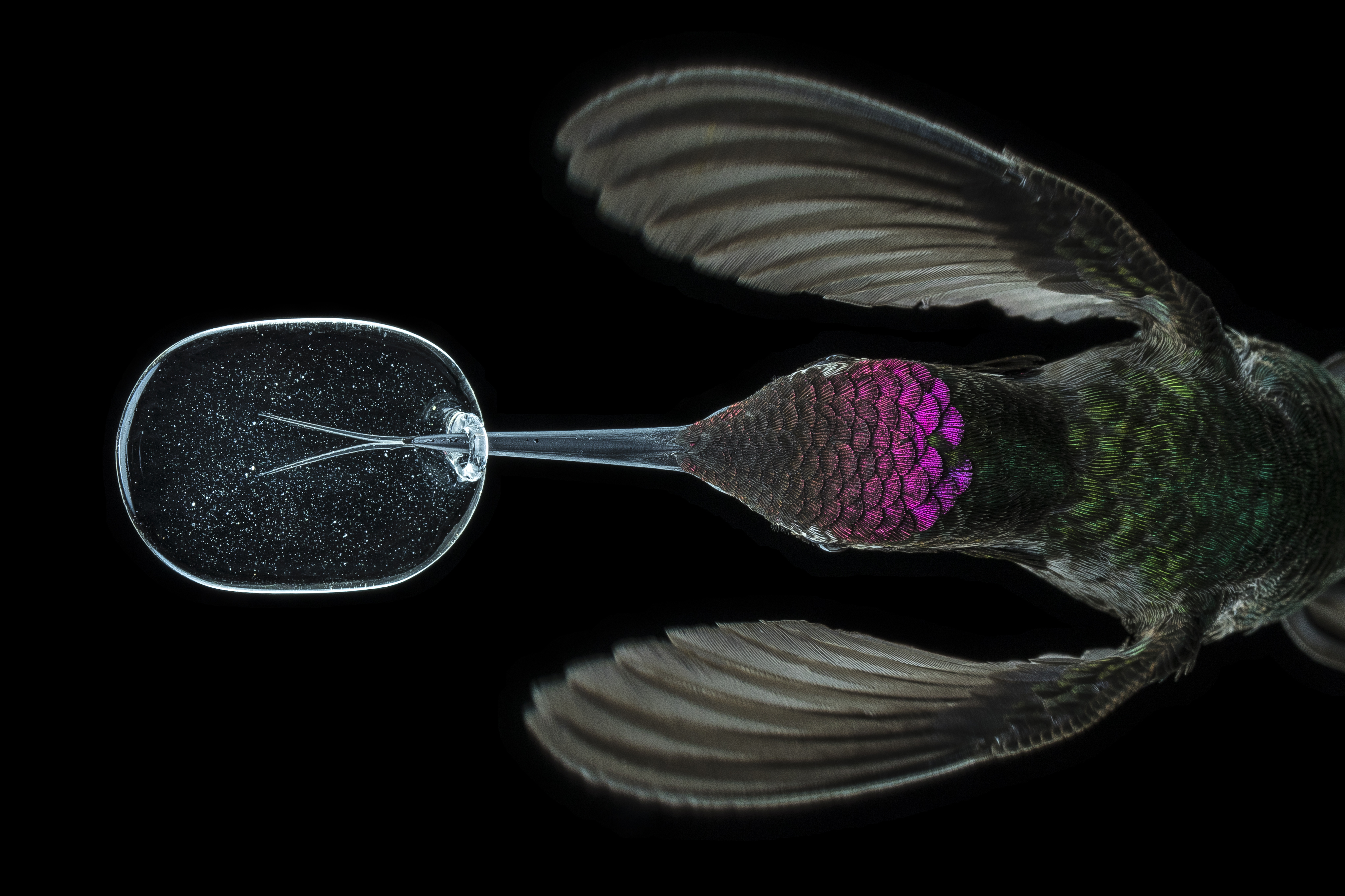 Innovator of science photography headlines NHMU's Lecture Series