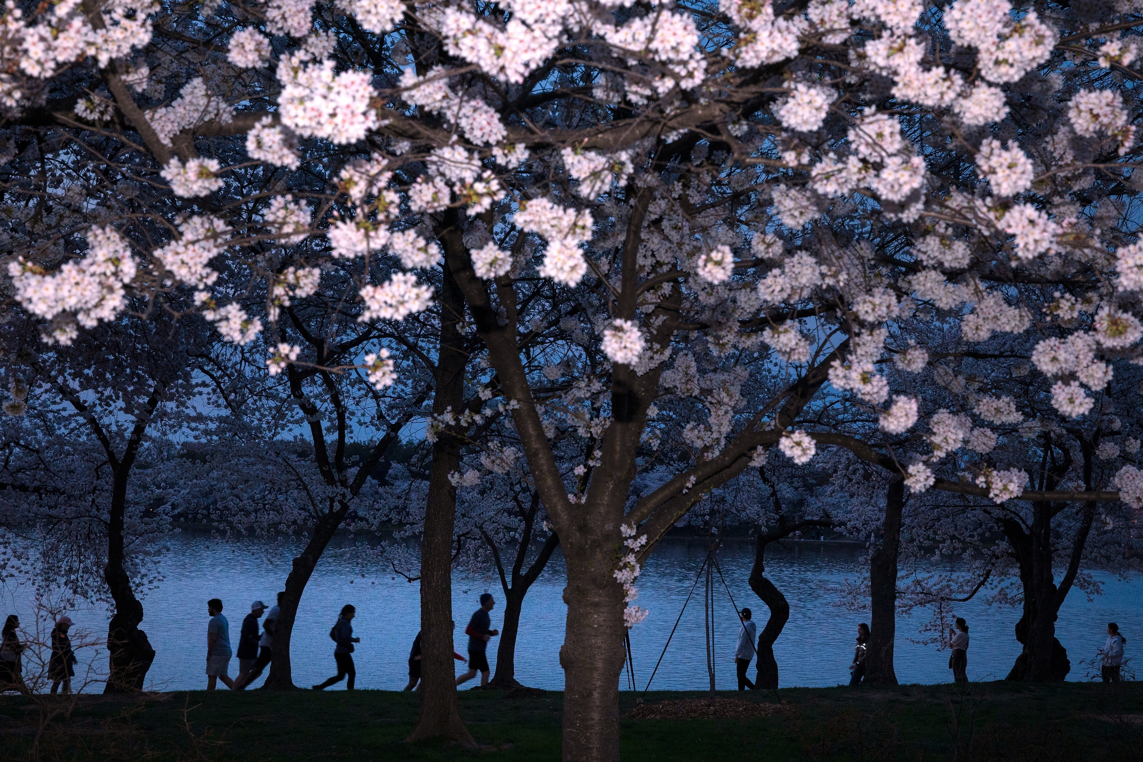 Washington's cherry blossoms hit peak bloom, sending a fleeting burst of pink across the capital