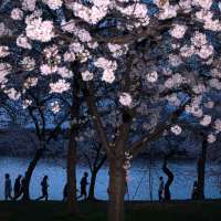 Washington's cherry blossoms hit peak bloom, sending a fleeting burst of pink across the capital