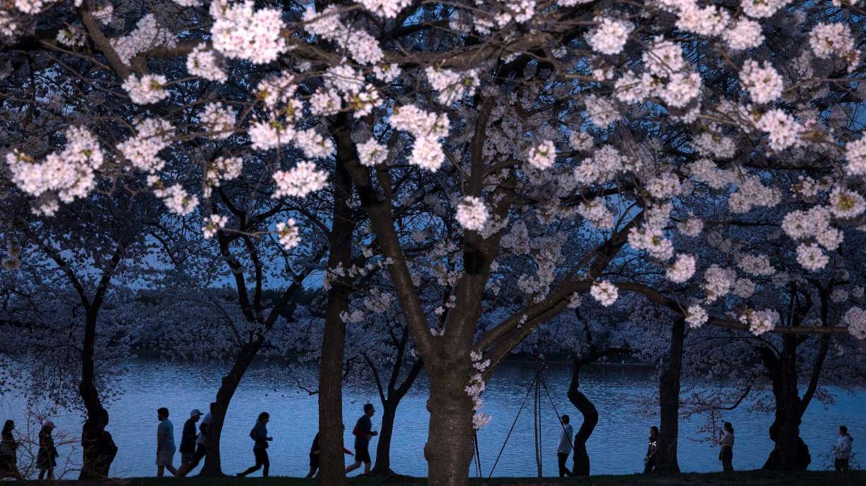 People walk among the cherry blossom trees along the tidal basin on the National Mall on Thursday in Washington.