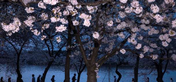 Washington's cherry blossoms hit peak bloom, sending a fleeting burst of pink across the capital
