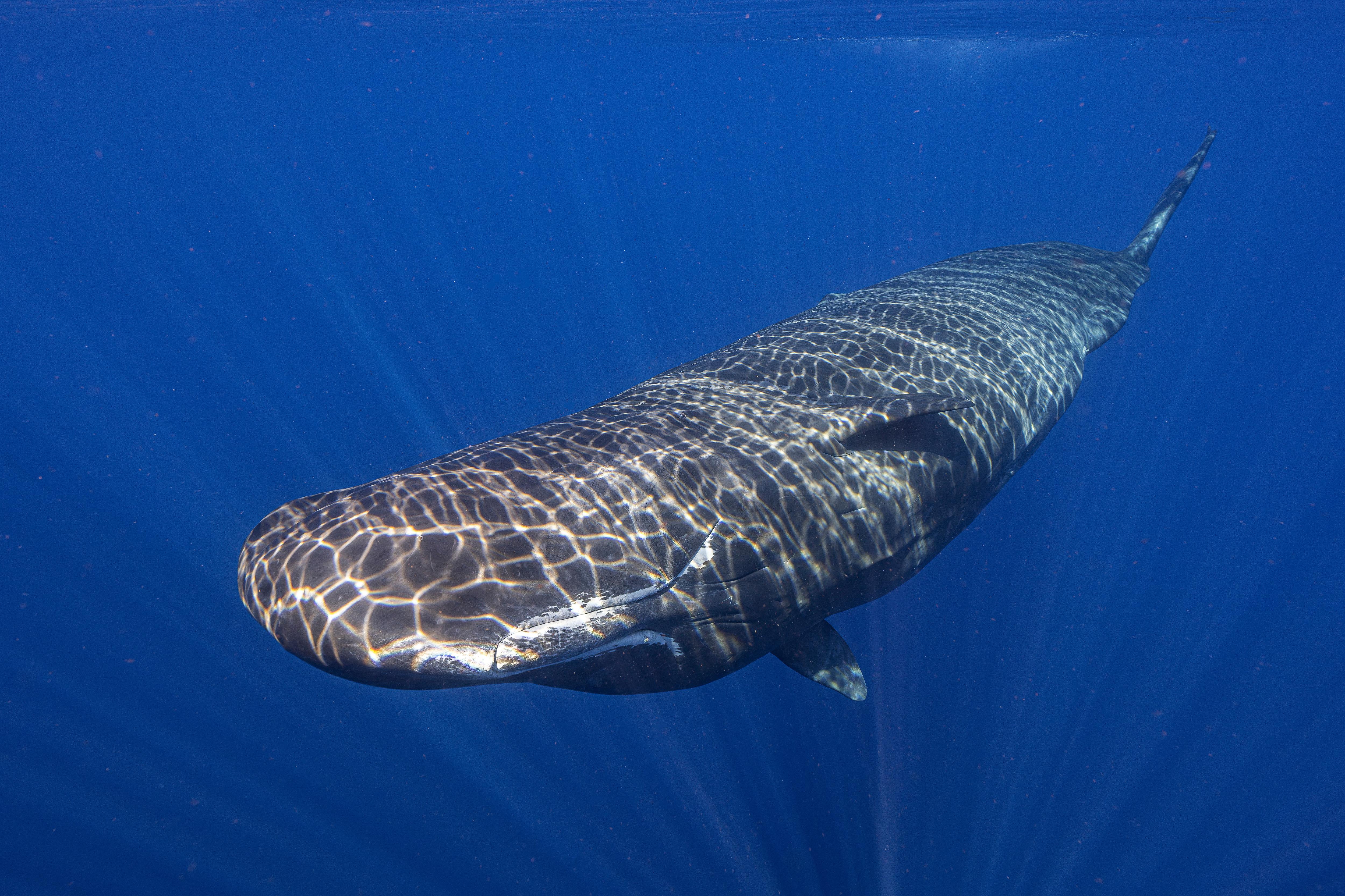 Light shines on a sperm whale swimming off the coast of Dominica in March 2024. Rare footage of a sperm whale giving birth has offered scientists a window into the behavior of these large, elusive mammals.