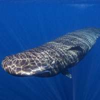 Scientists observe female sperm whales working together during a birth to protect the calf