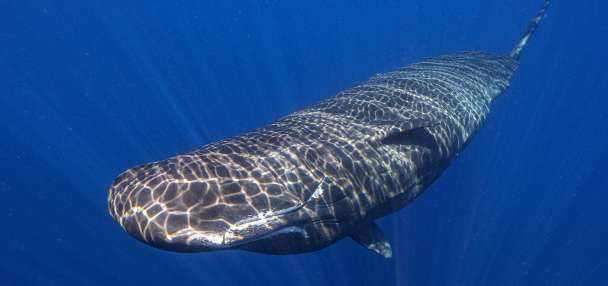 Scientists observe female sperm whales working together during a birth to protect the calf