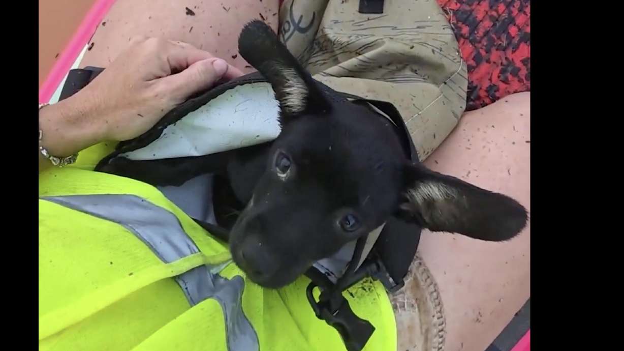 A rescued dog with Jacqueline Bensaid on her paddleboard. Bensaid helped stranded dogs to safety on Oahu's North Shore amid the state's worst flooding in 20 years.