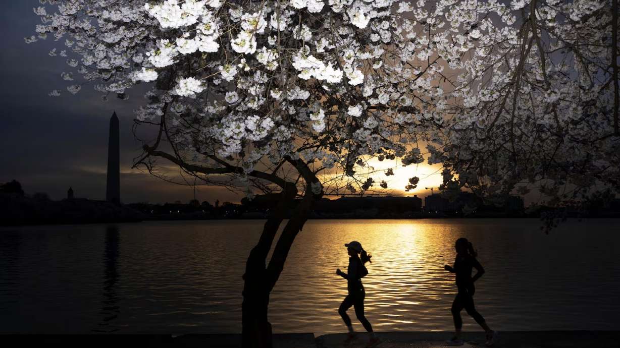 People jog among the cherry blossom trees along the tidal basin at sunrise, on Wednesday, in Washington.